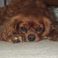 A picture of my ruby King Charles Cavalier Spaniel